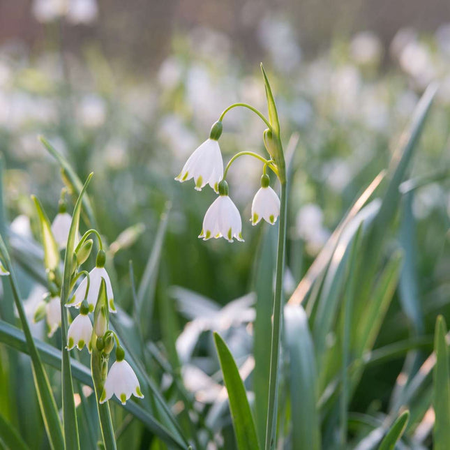Summer Snowflake - 40 pcs. - Leucojum aestivum - Flower Bulbs - White