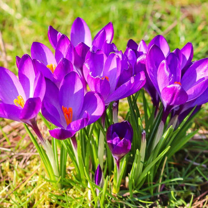 Crocus bulbs - 100 pcs. - Crocus 'Ruby Giant' - Flower Bulbs - Purple