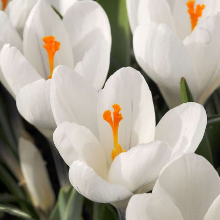 Crocus bulbs - 30 pcs. - Crocus 'White' - Flower Bulbs - White