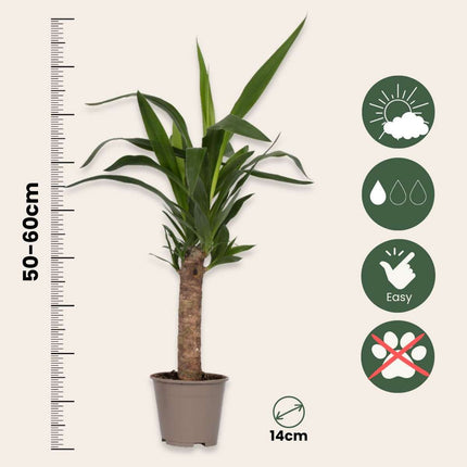 Common Yucca - 3 pcs. - Yucca elephantipes - Height 50-60cm - ⌀14cm