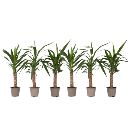 Common Yucca - 6 pcs. - Yucca elephantipes - Height 50-60cm - ⌀14cm