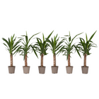 Common Yucca - 6 pcs. - Yucca elephantipes - Height 50-60cm - ⌀14cm