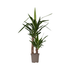 Common Yucca - Yucca elephantipes - Height 70-80cm - ⌀17cm