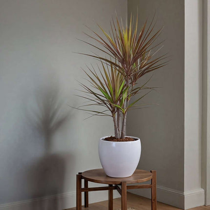 Madagascar Dragon Tree - Dracaena marginata 'Magenta' - Height 70-80cm - ⌀17cm
