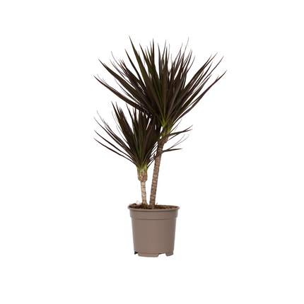 Madagascar Dragon Tree - Dracaena marginata 'Magenta' - Height 70-80cm - ⌀17cm