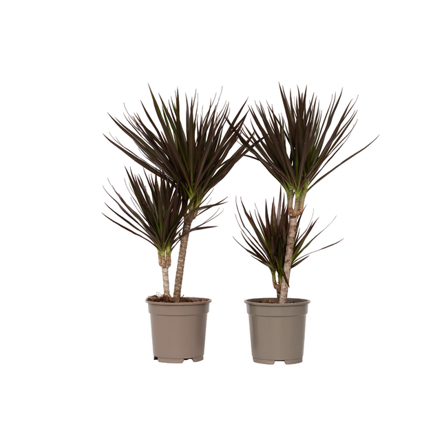 Madagascar Dragon Tree - 2 pcs. - Dracaena 'Magenta' - Height 70-80cm - ⌀17cm