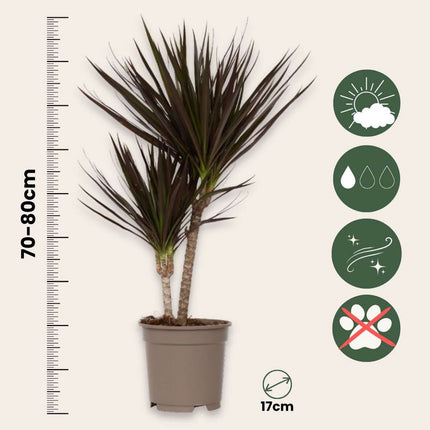 Madagascar Dragon Tree - 2 pcs. - Dracaena 'Magenta' - Height 70-80cm - ⌀17cm