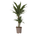 Dragon Tree - Dracaena Deremensis 'Warneckei' - Height 60-70cm - ⌀17cm