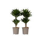 Dragon Tree - 2 pcs. - Dracaena surculosa - Height 50-65cm - ⌀17cm