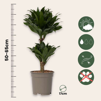 Dragon Tree - 2 pcs. - Dracaena surculosa - Height 50-65cm - ⌀17cm