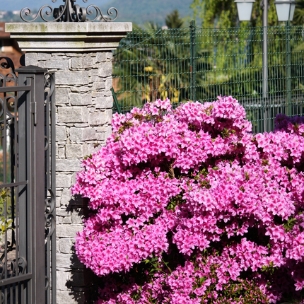 Azalea - 4 pcs. - Rhododendron azalea 'Anouk' - Height 25-40cm - ⌀17cm