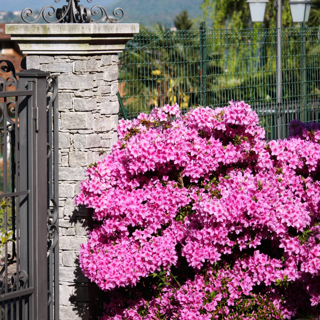 Azalea - 4 pcs. - Rhododendron azalea 'Anouk' - Height 25-40cm - ⌀17cm