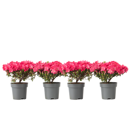 Azalea - 4 pcs. - Rhododendron azalea 'Anouk' - Height 25-40cm - ⌀17cm