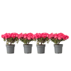 Azalea - 4 pcs. - Rhododendron azalea 'Anouk' - Height 25-40cm - ⌀17cm