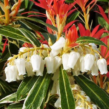 Japanese andromeda - 2 pcs. - Pieris 'Forest Flame' - Height 25-40cm - ⌀17cm