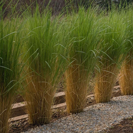 Switch grass - 2 pcs. - Panicum virgatum 'Northwind' - Height 40-60cm - ⌀23cm