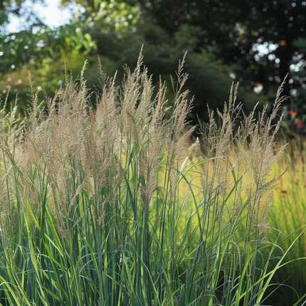 Switch grass - Panicum virgatum 'Northwind' - Height 40-60cm - ⌀23cm