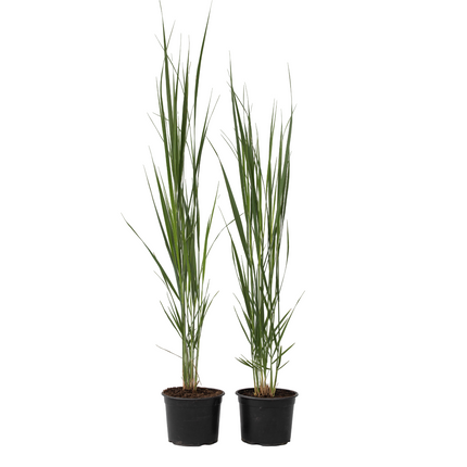 Switch grass - 2 pcs. - Panicum virgatum 'Northwind' - Height 40-60cm - ⌀23cm