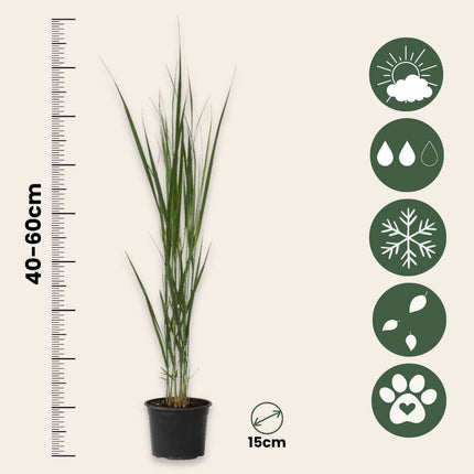 Switch grass - 2 pcs. - Panicum virgatum 'Northwind' - Height 40-60cm - ⌀23cm