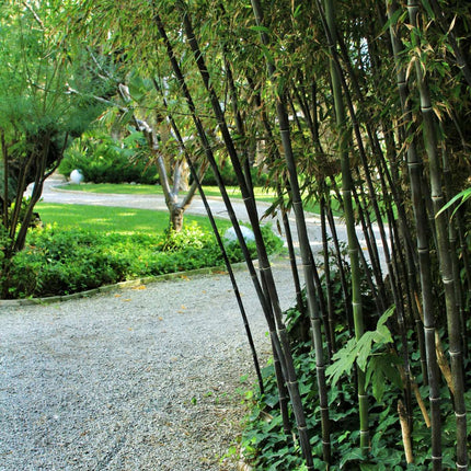 Bamboo - 3 pcs - Fargesia nitida 'Black Dragon' - Height 25-40cm - ⌀14cm