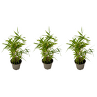 Bamboo - 3 pcs - Fargesia nitida 'Black Dragon' - Height 25-40cm - ⌀14cm