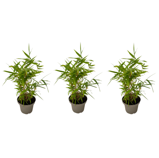 Bamboo - 3 pcs - Fargesia nitida 'Black Dragon' - Height 25-40cm - ⌀14cm