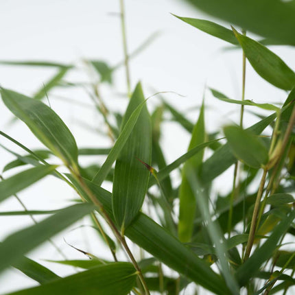 Umbrella Bamboo - 6 pcs. - Fargesia 'Asian Wonder' - Height 25-40cm - ⌀13cm