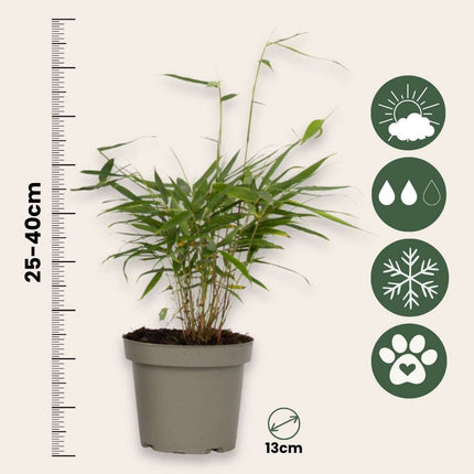 Umbrella Bamboo - 6 pcs. - Fargesia 'Asian Wonder' - Height 25-40cm - ⌀13cm