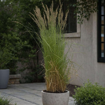 Feather Reed Grass - Calamagrostis acutiflora 'Overdam' - H20-30cm - ⌀23cm