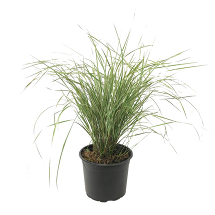 Feather Reed Grass - Calamagrostis acutiflora 'Overdam' - H20-30cm - ⌀23cm