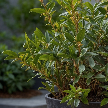 Sweet Box - 2 pcs. - Sarcococca 'Confusa' - Height 30-40cm - ⌀17cm