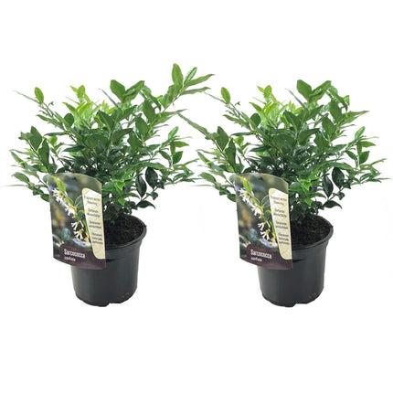 Sweet Box - 2 pcs. - Sarcococca 'Confusa' - Height 30-40cm - ⌀17cm