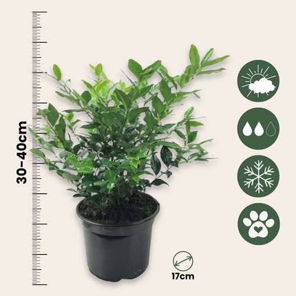 Sweet Box - 2 pcs. - Sarcococca 'Confusa' - Height 30-40cm - ⌀17cm