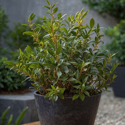 Sweet Box - 4 pcs. - Sarcococca 'Confusa' - Height 30-40cm - ⌀17cm