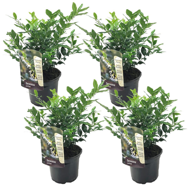Sweet Box - 4 pcs. - Sarcococca 'Confusa' - Height 30-40cm - ⌀17cm