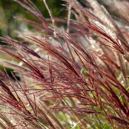 Chinese silver grass - Miscanthus sinensis 'Red Chief' - Height 40-60cm - ⌀23cm
