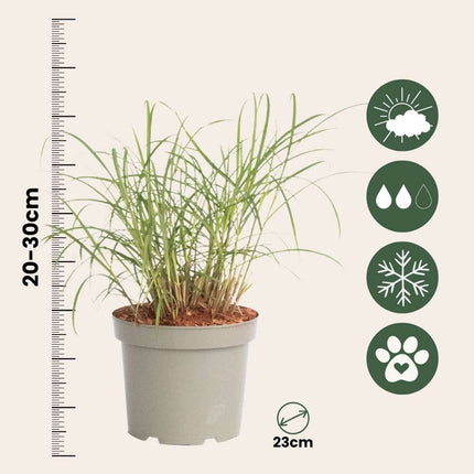 Switchgrass - Panicum Virgatum 'Squaw' - Height 40-60cm - ⌀23cm