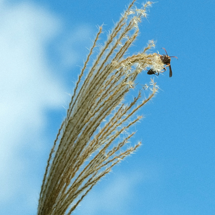 Chinese silver grass - Miscanthus 'Kleine Silberspinne - Height 20-30cm - ⌀23cm