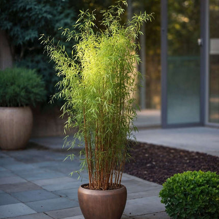 Chinese fountain bamboo - 6 pcs. - Fargesia 'Red Dragon' - H60-80cm - ⌀17cm