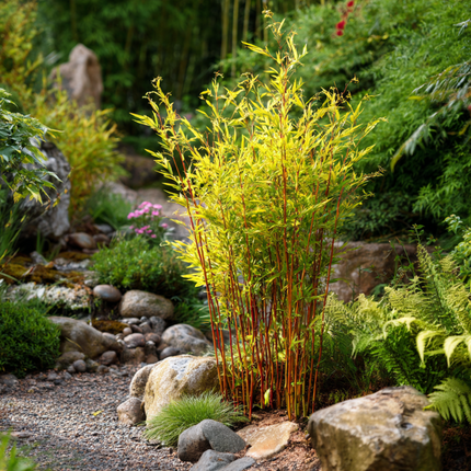 Chinese fountain bamboo - 6 pcs. - Fargesia 'Red Dragon' - H60-80cm - ⌀17cm