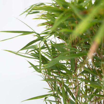 Chinese fountain bamboo - 6 pcs. - Fargesia nitida 'Gansu' - H50-70cm - ⌀17cm