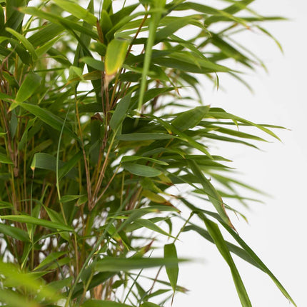 Chinese fountain bamboo - 6 pcs. - Fargesia nitida 'Gansu' - H50-70cm - ⌀17cm