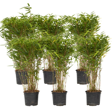 Chinese fountain bamboo - 6 pcs. - Fargesia nitida 'Gansu' - H50-70cm - ⌀17cm