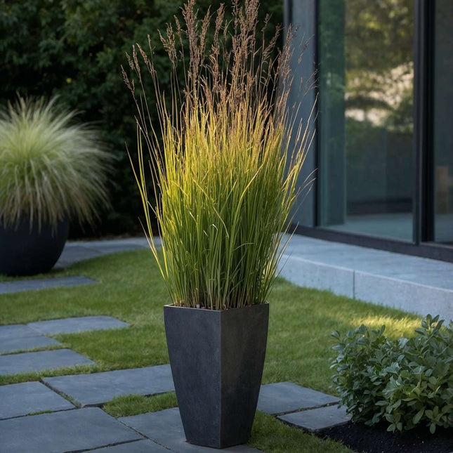 Switch grass - 2 pcs. - Panicum virgatum 'Heavy Metal' - Height 40-60cm - ⌀23cm