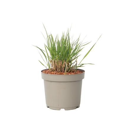 Switch grass - Panicum virgatum 'Heavy Metal' - Height 40-60cm - ⌀23cm
