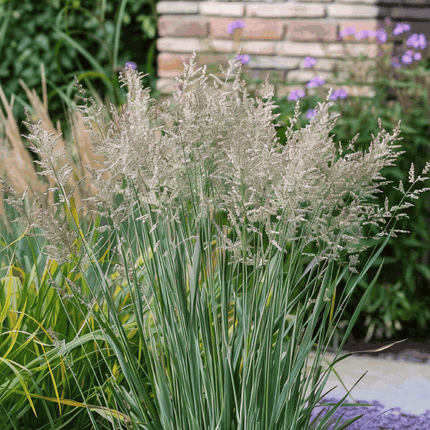 Switch grass - 2 pcs. - Panicum virgatum 'Heavy Metal' - Height 40-60cm - ⌀23cm