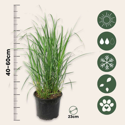 Switch grass - 2 pcs. - Panicum virgatum 'Heavy Metal' - Height 40-60cm - ⌀23cm