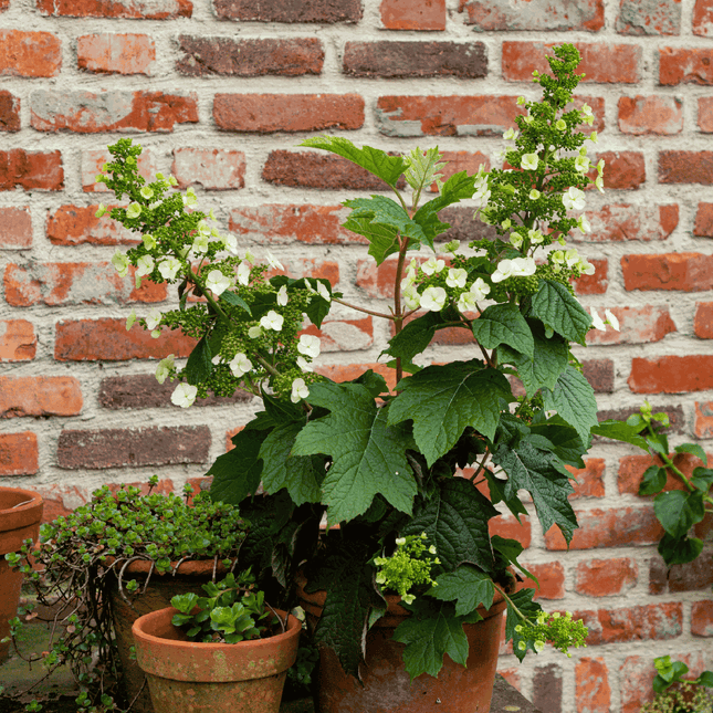 Hortensia - 2 pcs. - Hydrangea 'Toy Soldier' - Height 25-40cm - ⌀19cm