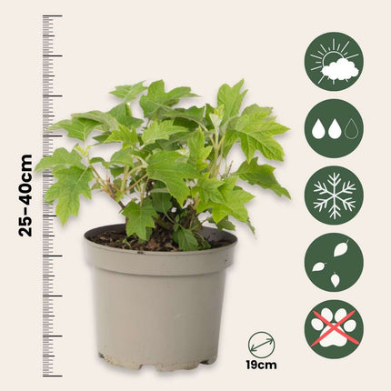 Hortensia - 2 pcs. - Hydrangea 'Toy Soldier' - Height 25-40cm - ⌀19cm