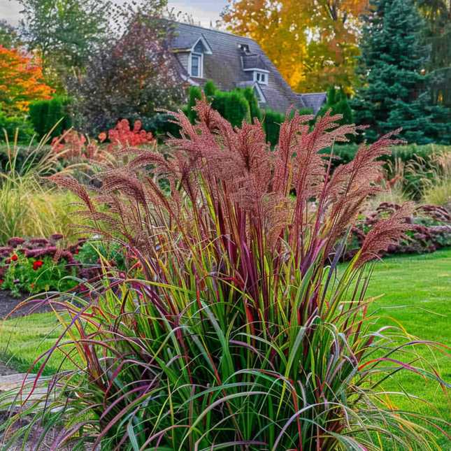 Switchgrass - 2 pieces - Panicum Virgatum 'Squaw' - Height 40-60cm - ⌀23cm